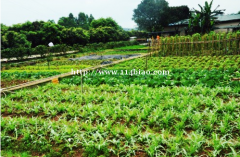 深圳龙岗公司夏季出游去哪好