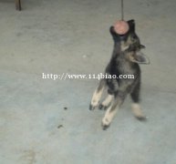昆明犬出售永善狗场纯种昆明犬常年出售