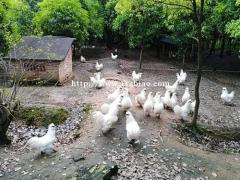 荆州沙市散养土鸡养殖厂,出售土鸡