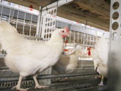 中州牧业全自动智能化养殖设备8层层叠肉蛋肉公母混养鸡笼