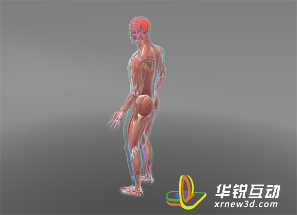 VR医疗手术实训教学系统_广州华锐互动