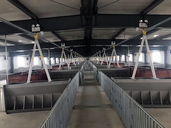 畜牧业养猪设备 自动化料线 猪场全自动上料系统