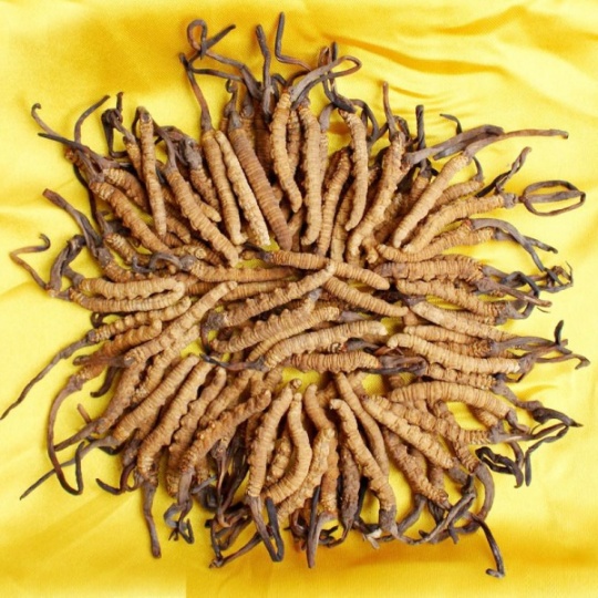 威海市回收冬虫夏草-按产地-规格-干度-颜色确定克价
