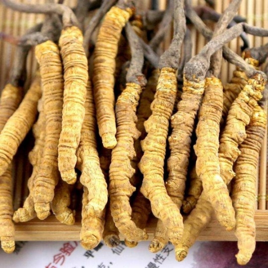 沈阳市回收冬虫夏草-按产地青-藏-川-分5个等级-划定克计价