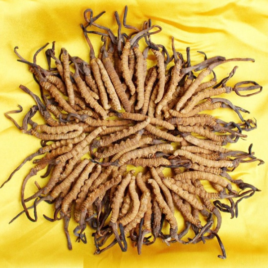 齐齐哈尔回收冬虫夏草-按产地青-藏-川-分5个等级-划定克计价