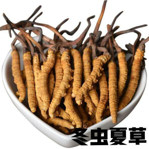 杭州回收冬虫夏草(1千克2000头-25000头)王级标准冬虫夏草