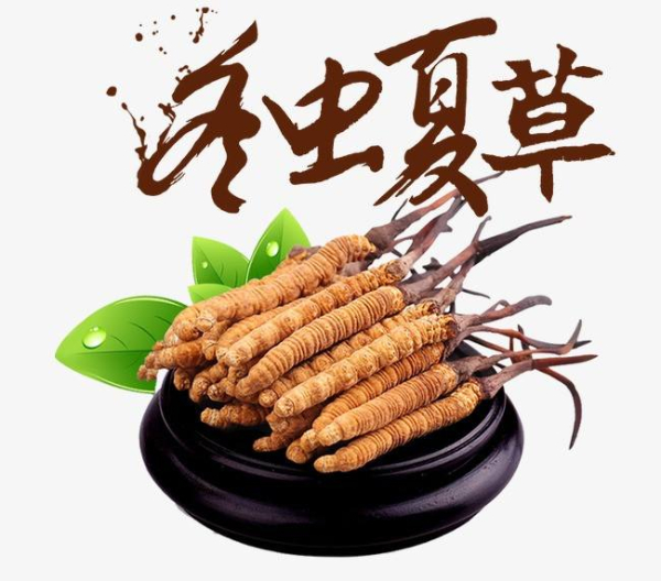 昆明市收购冬虫夏草-看外形-颜色-环纹-闻气味评估品质