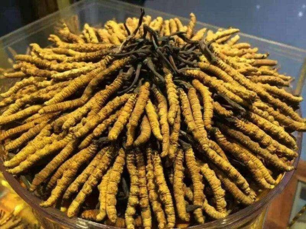 蚌埠市冬虫夏草回收-王级标准1800根至2000根1公斤