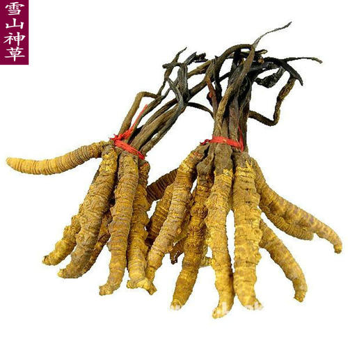 潍坊市回收冬虫夏草-礼品干草按克计价-产地鲜虫按条计价