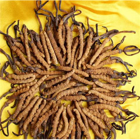 溧阳-王级标准1800根至2000根1公斤的冬虫夏草回收价格