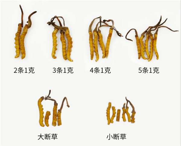 宜春市回收礼品冬虫夏草-干度好-品相足-规格大-克价高