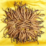 北京市回收冬虫夏草-包括虫体完整颜色金黄正品草-缺陷品草