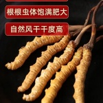 南京市回收正品冬虫夏草3500条至2500条1千克为中级