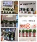 天津绿植销售公司 谷鑫亚泰绿植租赁 办公楼绿植租摆设计 绿植出租养护服务